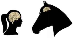 El cerebro de un caballo es la mitad del tamaño del humano