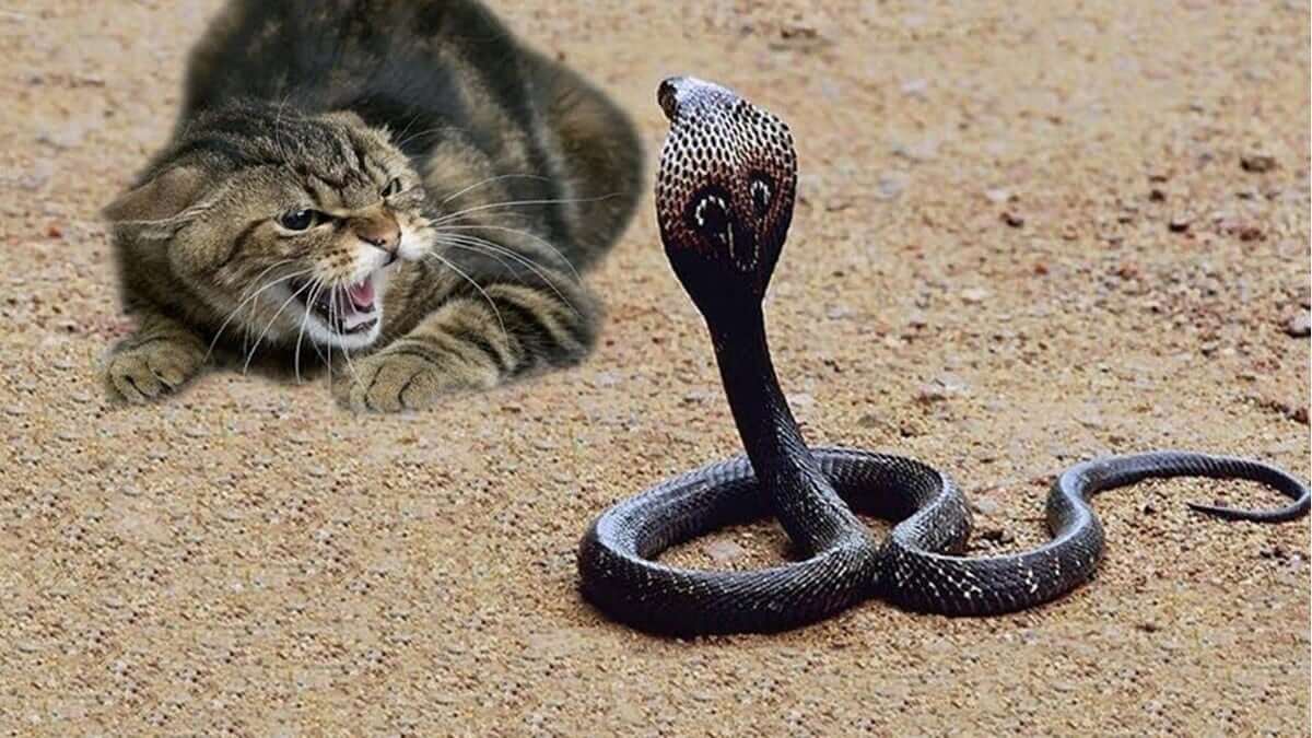 La leyenda de cómo un gato salvó al profeta Mahoma (la paz sea con él) de una mordedura de serpiente