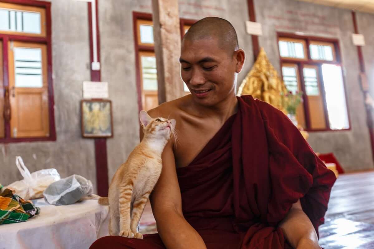 Monjes budistas criaron gatos sagrados